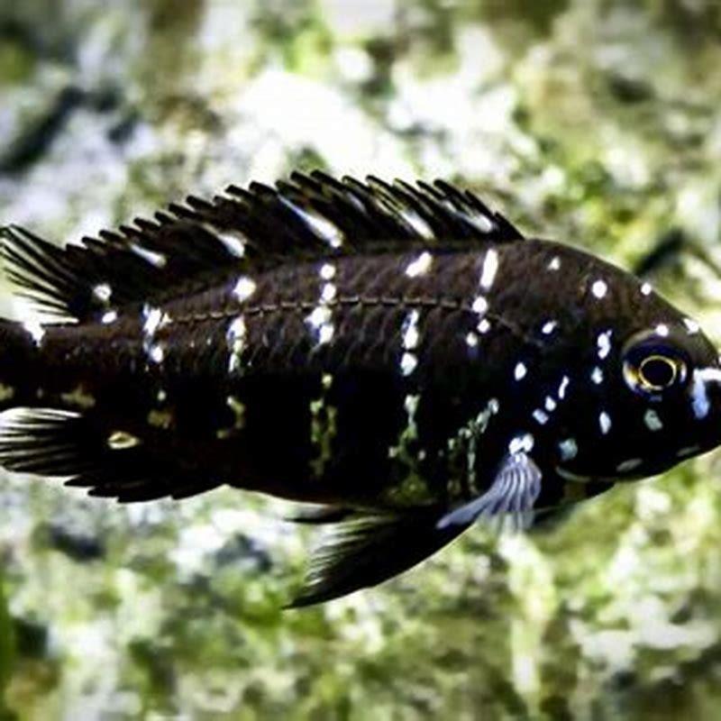 Are tropheus Duboisi aggressive?