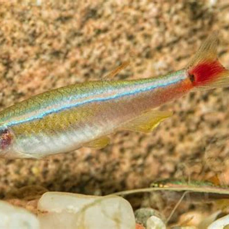 are-white-cloud-mountain-minnows-aggressive-diy-seattle