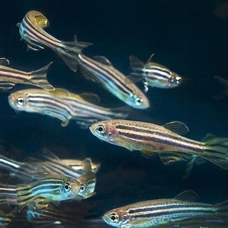 Are zebra danios aggressive?