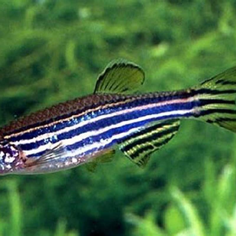 are-zebra-danios-good-community-fish-diy-seattle