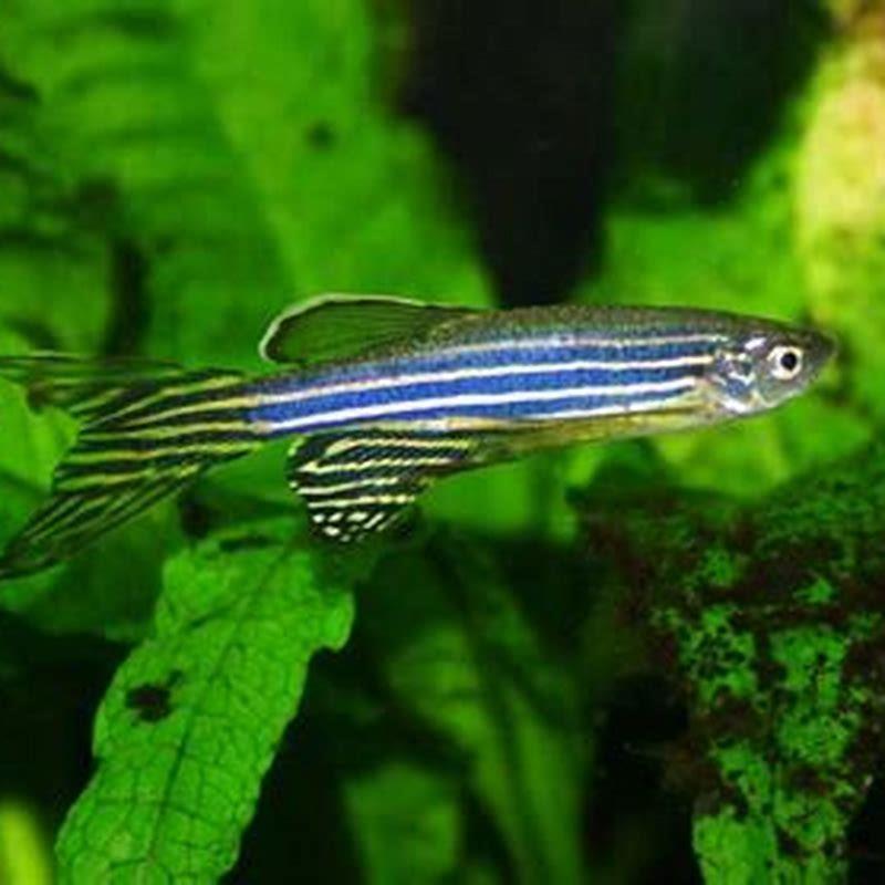 Are zebra danios nippers?