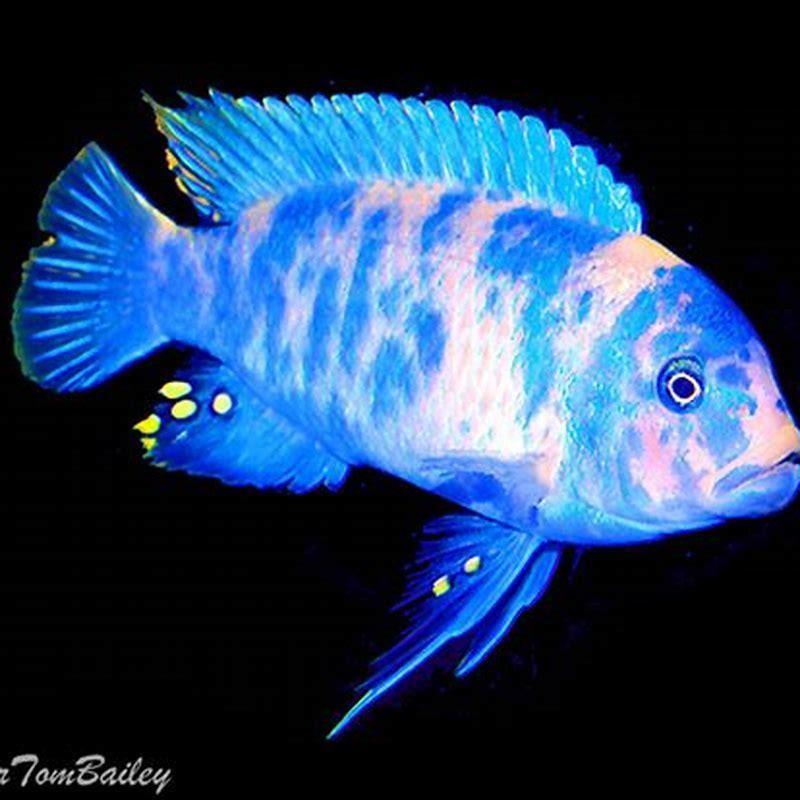 Are zebra mbuna aggressive?