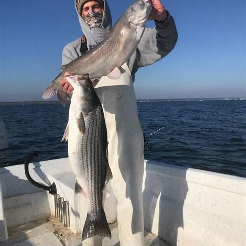 Can a cory catfish bite?