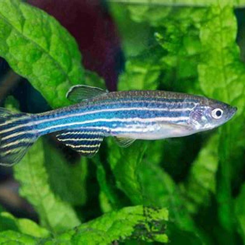 Can a Danio live in a bowl?