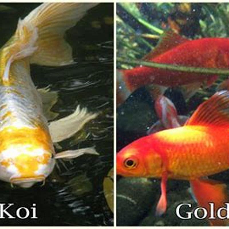 Can a koi and a goldfish mate? - DIY Seattle