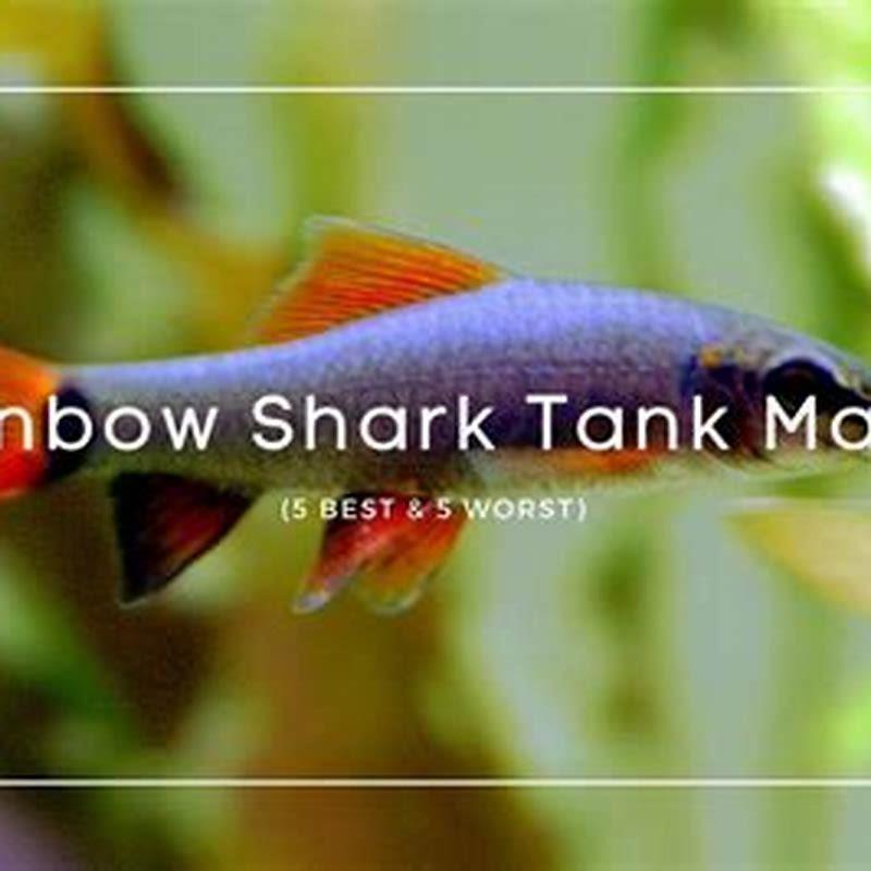 Can a rainbow shark live alone?