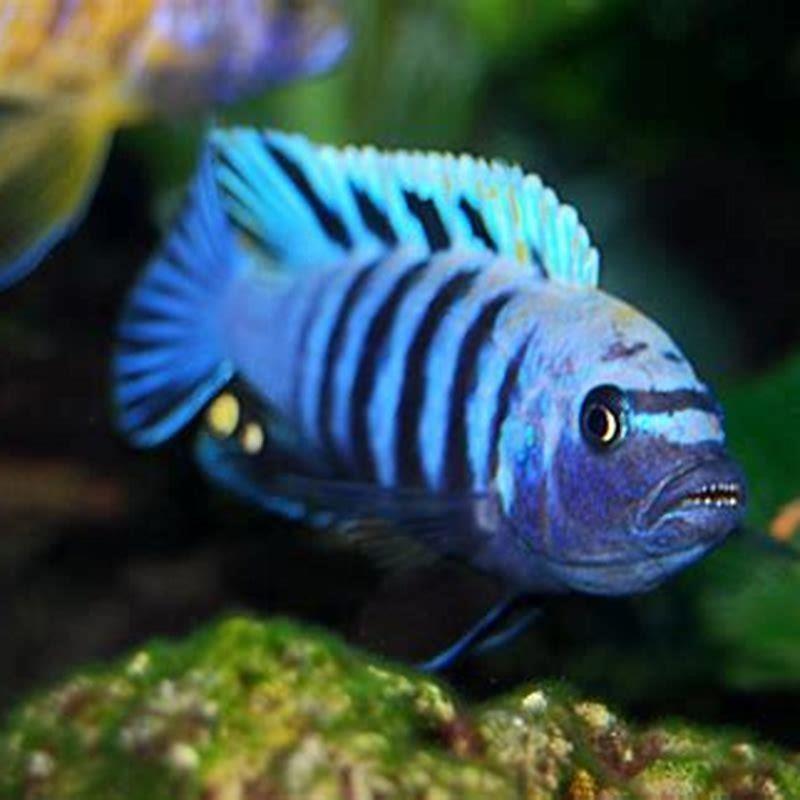 can-african-cichlids-change-gender-diy-seattle