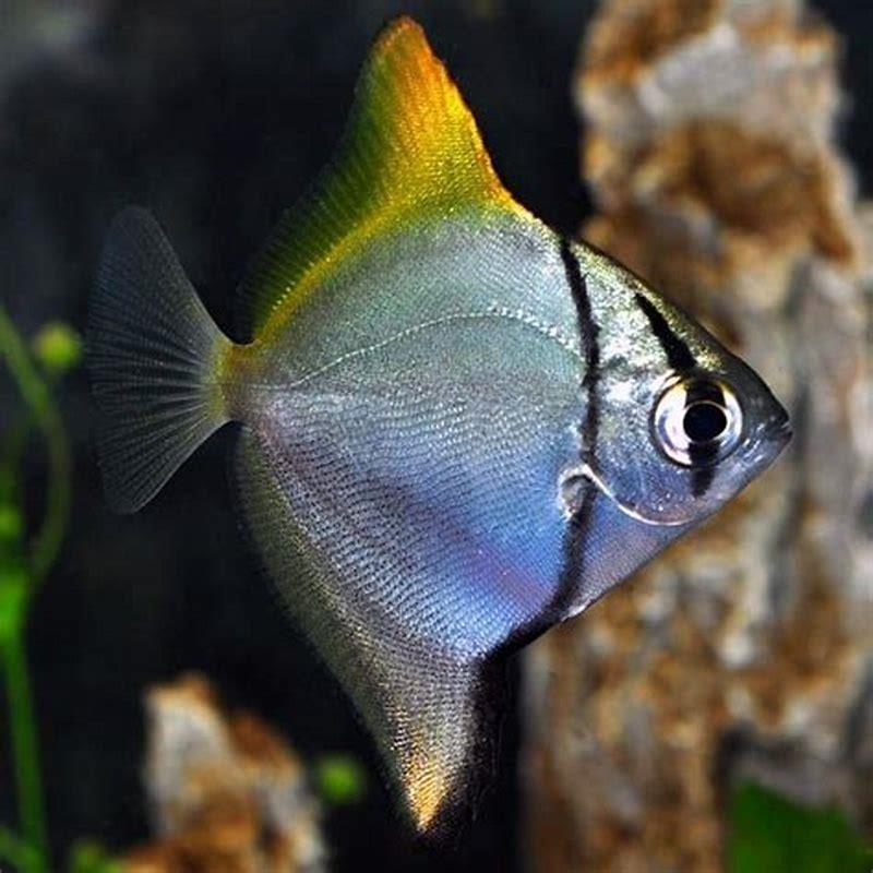 Can angel fish live in brackish water?