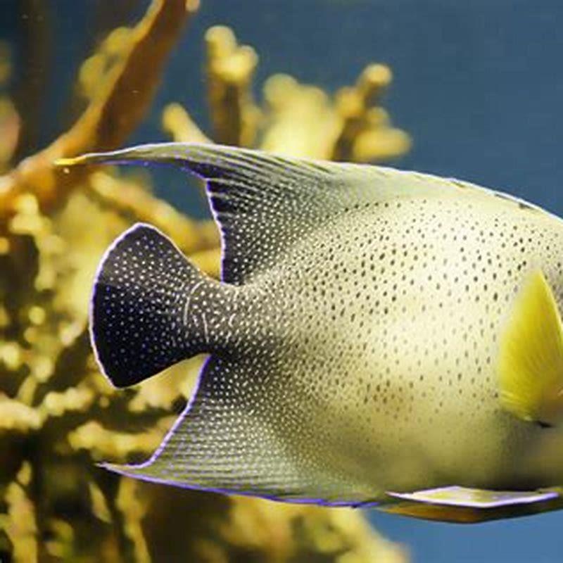 Can angelfish be in freshwater?