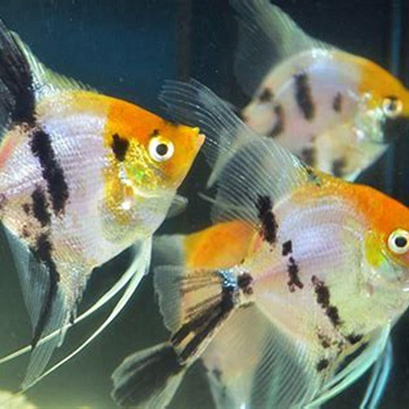 Can Angelfish Live In Normal Water 