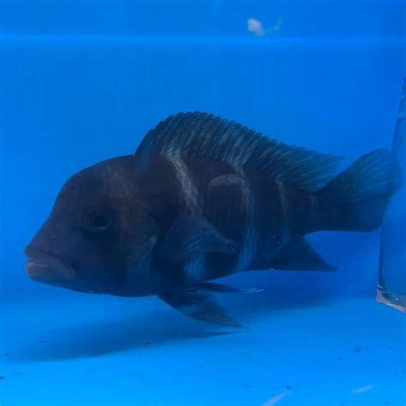 Can angelfish live with frontosa?
