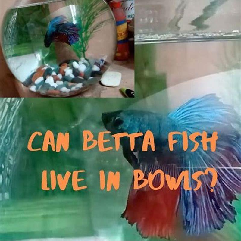 Can any fish live in a bowl? - DIY Seattle