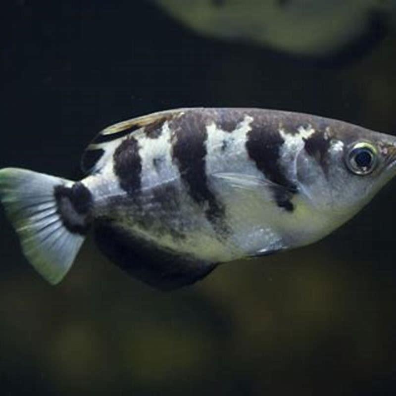 Can Archer fish live with other fish?