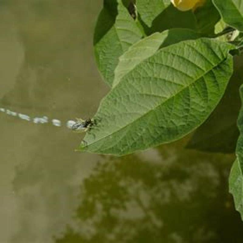 Can Archerfish live alone?