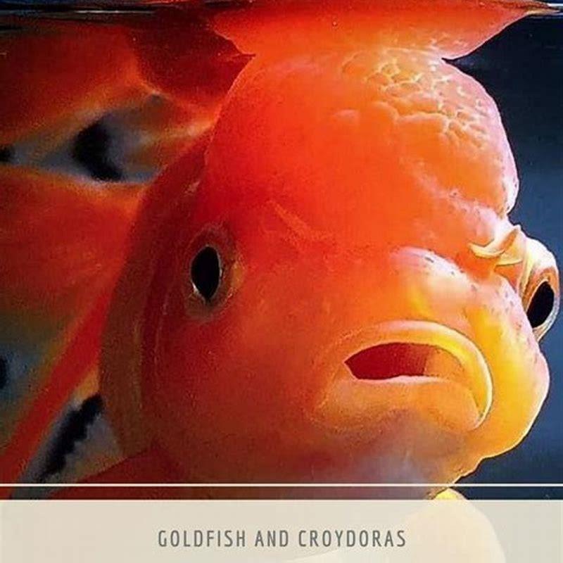Can barb fish live together?