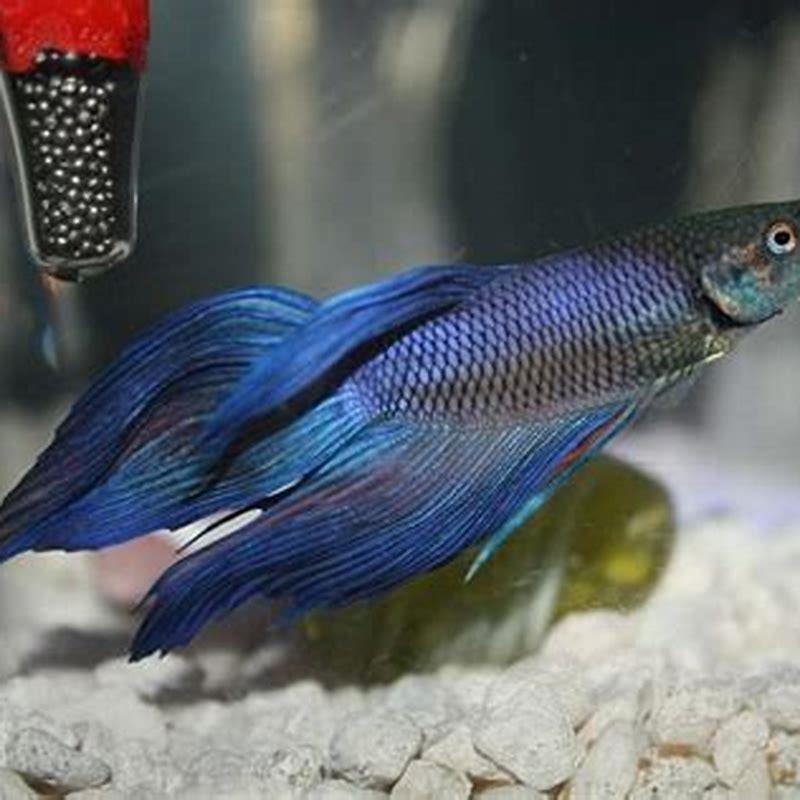 can-betta-breed-without-bubble-nest-diy-seattle