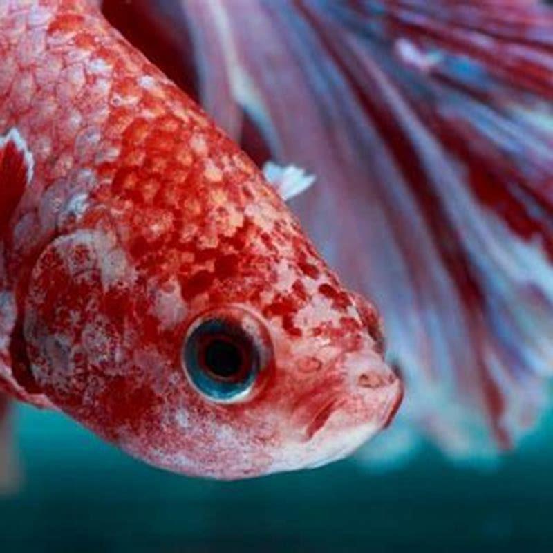 Can betta fishes be depressed?