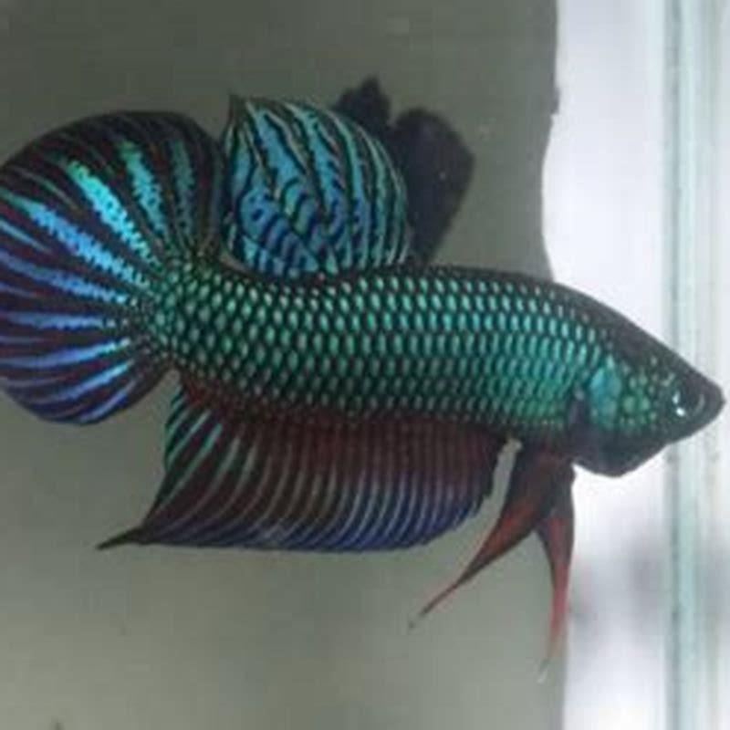 Can Betta smaragdina live together?