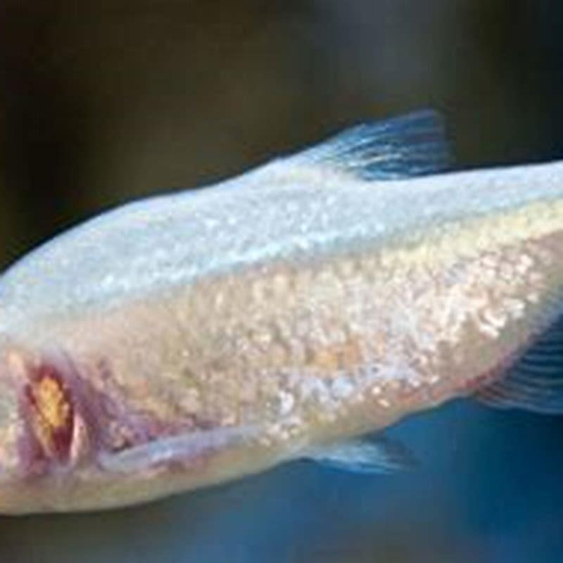 Can blind cave fish see?