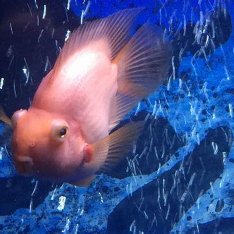 Can blood parrots hurt other fish?