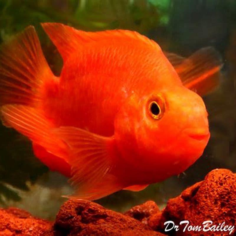 Can blood parrots kill other fish?
