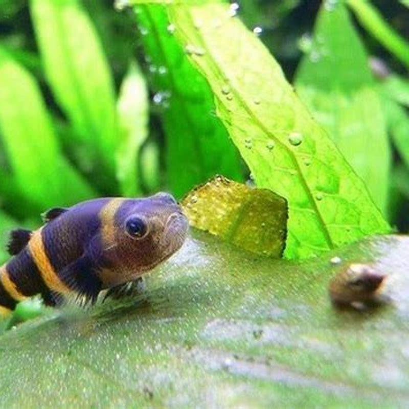 Can bumblebee goby live in saltwater?