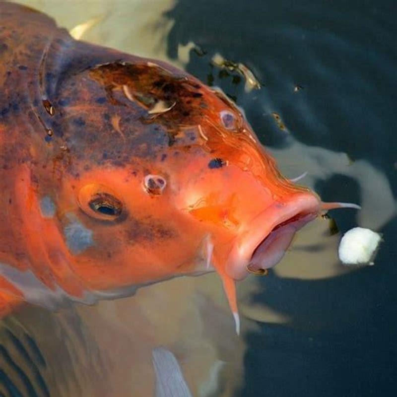 can-chinese-algae-eaters-live-with-goldfish-diy-seattle