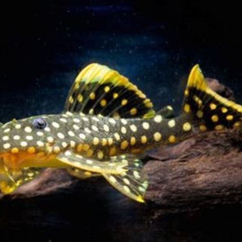 Can Chinese algae eaters live with Tetras?