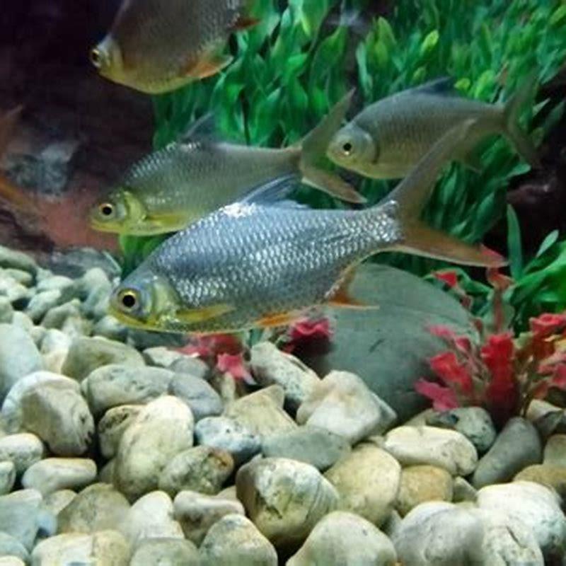 Can Cichlids Live With Tinfoil Barbs DIY Seattle can-cichlids-live-with-tinfoil-barbs-diy-seattle