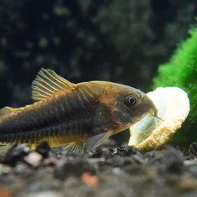 Can Cory Cats be aggressive?
