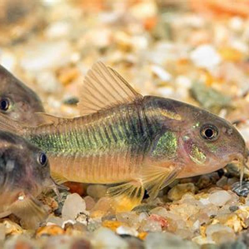 Can corydoras be in cold water?