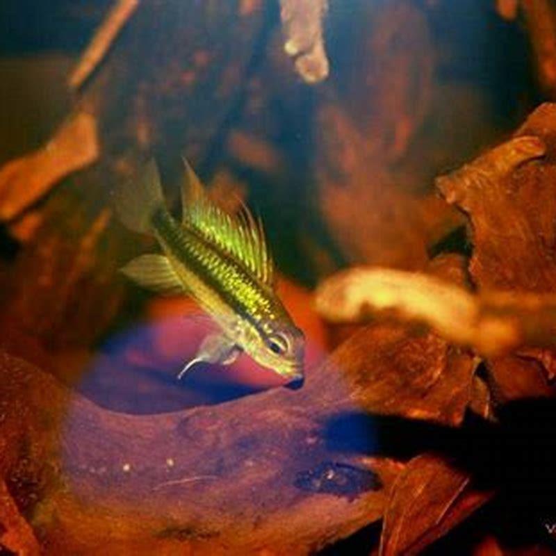 Can different Apistogrammas live together?