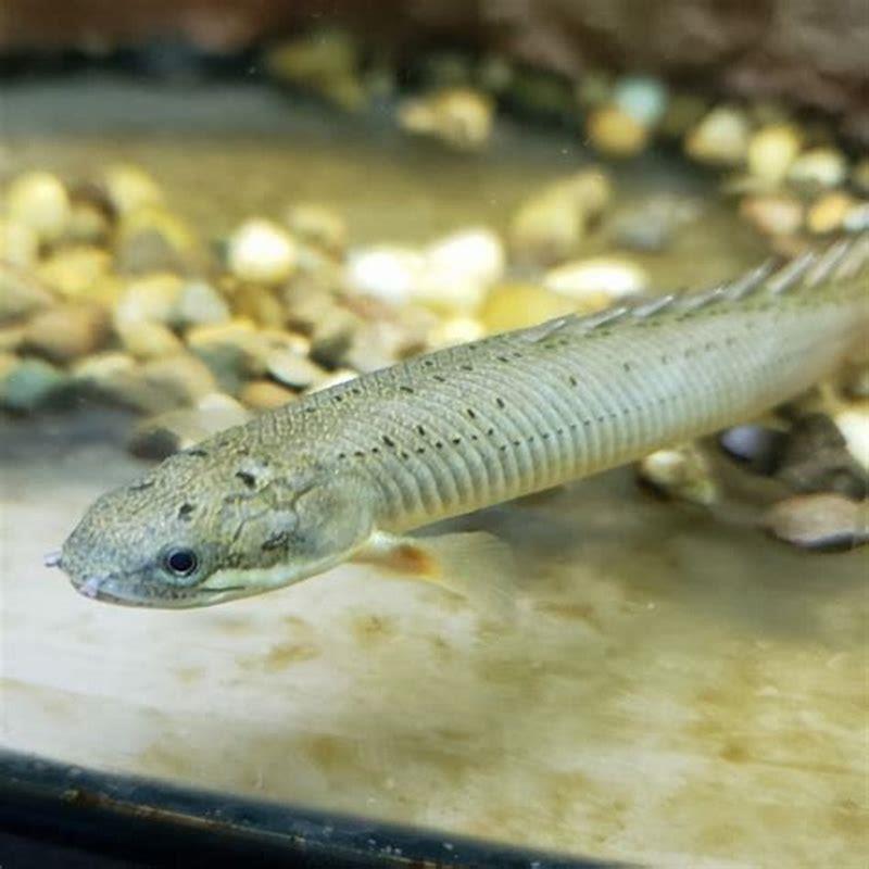 Can dinosaur Bichir live with other fish? - DIY Seattle