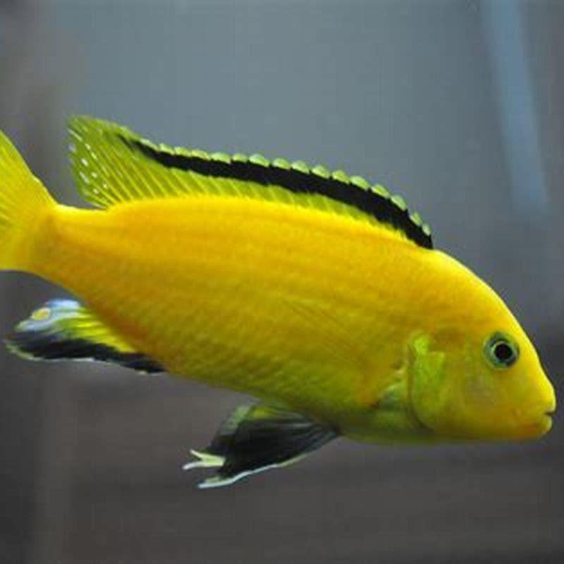 Can electric yellow cichlids live with Angelfish?