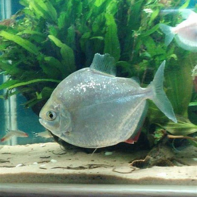 Can elephant nose fish live with goldfish?
