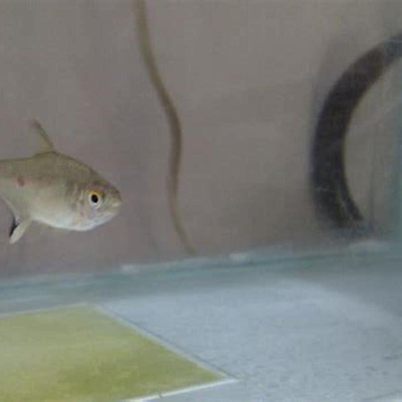 Can emperor tetras live alone? - DIY Seattle