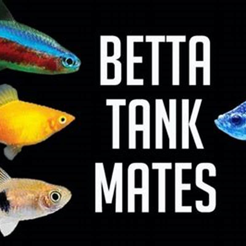 Can Featherfin catfish live alone?