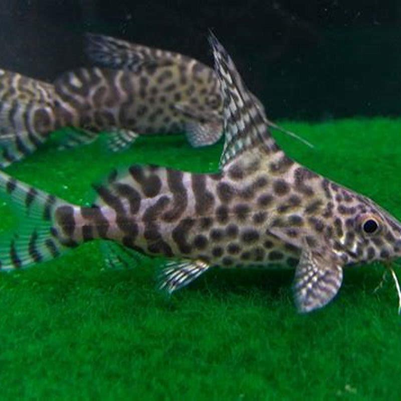 Can Featherfin catfish live with cichlids? - DIY Seattle