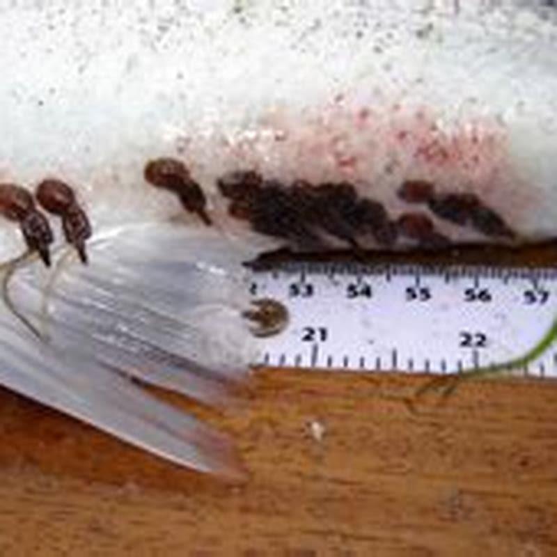 Can fish lice harm humans?