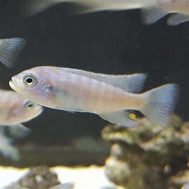 Can Freshwater Gobies Live Together DIY Seattle can-freshwater-gobies-live-together-diy-seattle