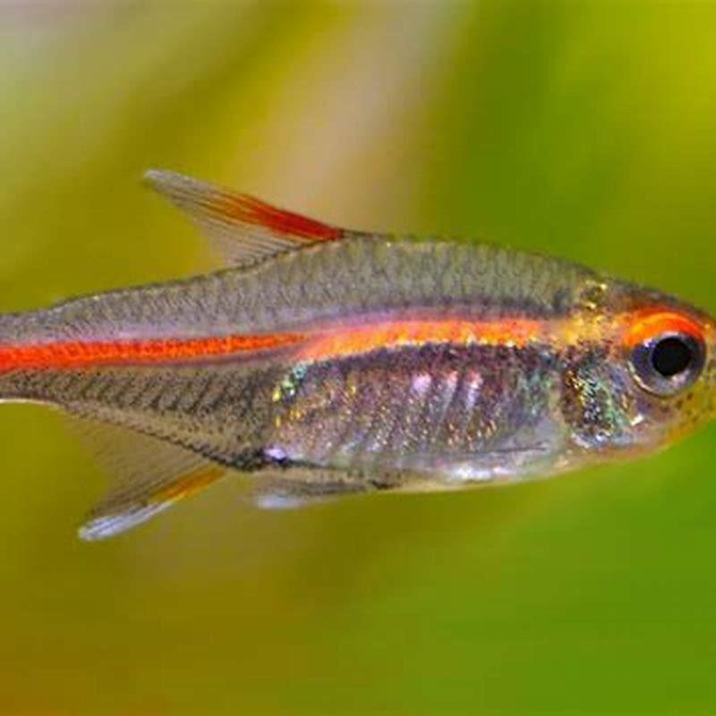 Can glowlight tetras live alone?