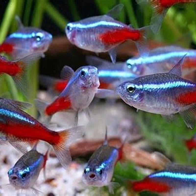 Can glowlight tetras live with guppies?