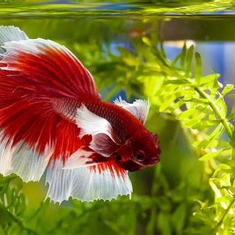 Can gobies live out of water?