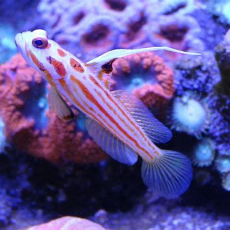 Can goby fish be pets?