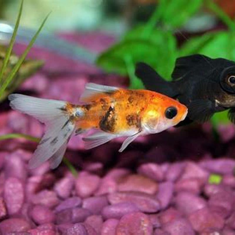 Can Goldfish and white cloud minnows live together? - DIY Seattle