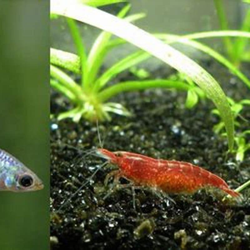 Can guppies live with ghost fish? - DIY Seattle