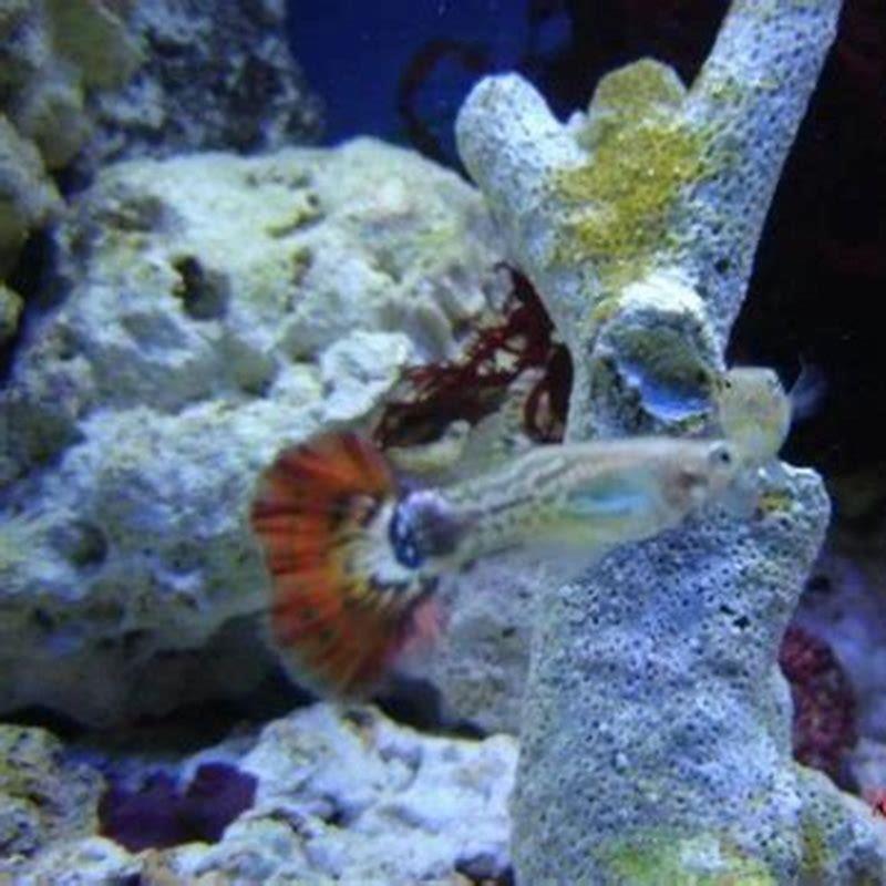 Can guppies survive in saltwater?
