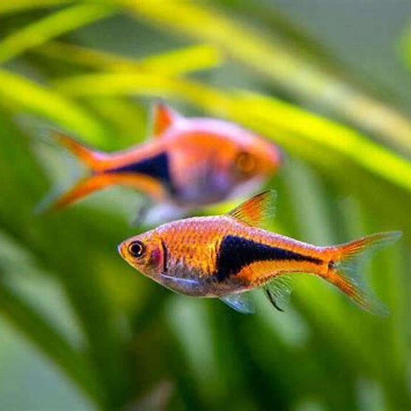 Can Harlequin rasboras live with neon tetras?