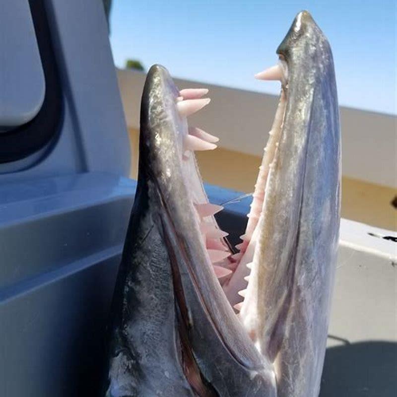 Can I have a barracuda as a pet?