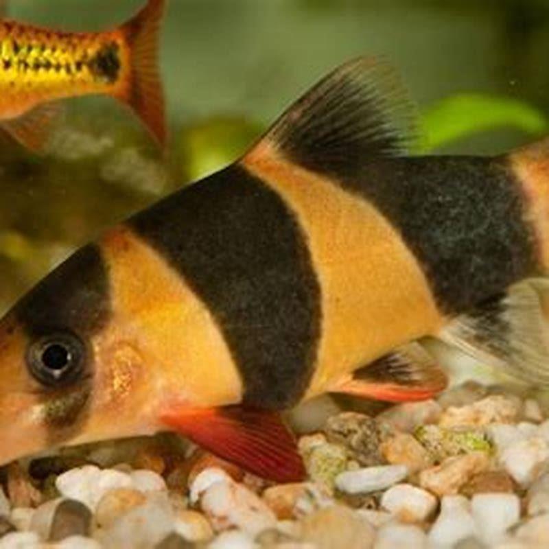 Can I keep a clown loach alone?